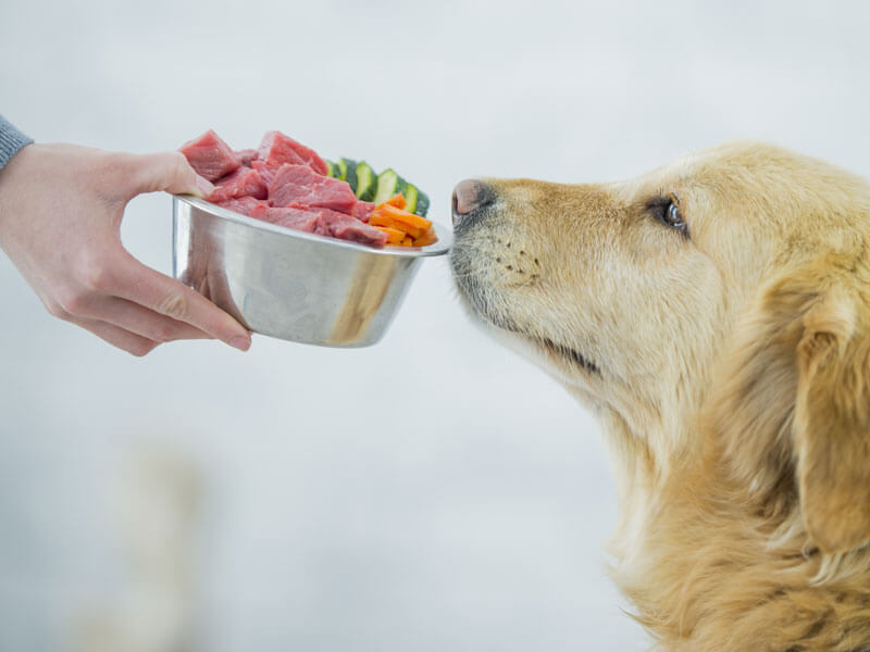 person holding a bowl with meat and veggies in front of a dog's face